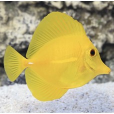 Yellow Tang