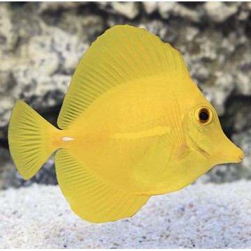 Yellow Tang