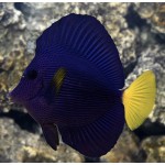 Purple Tang