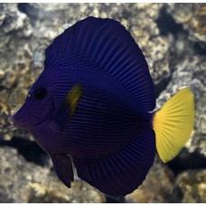 Purple Tang