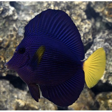 Purple Tang