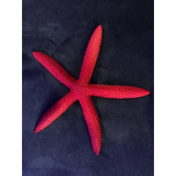 RSF - Deniz Yıldızı Kırmızı Magnet (13x13)