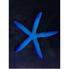 RSF - Deniz Yıldızı Mavi Magnet (13x13)
