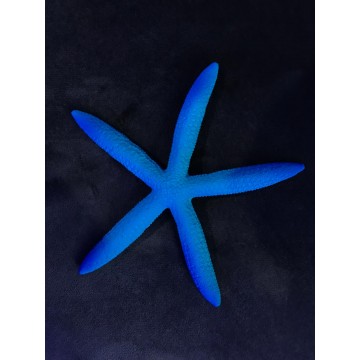 RSF - Deniz Yıldızı Mavi Magnet (13x13)