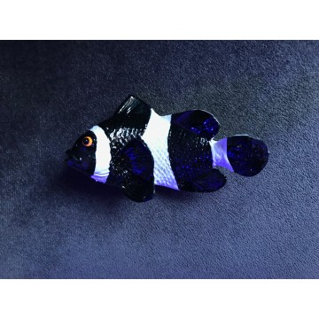 RSF - Ocallaris Siyah Magnet (8x5)